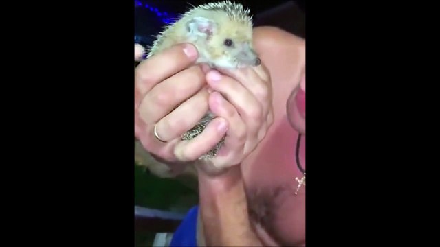 Oh le petit hérisson tout mignon... qui a de belles dents