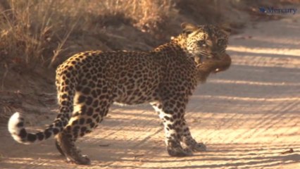 Ce léopard réussit à attraper un écureuil volant  en l'air