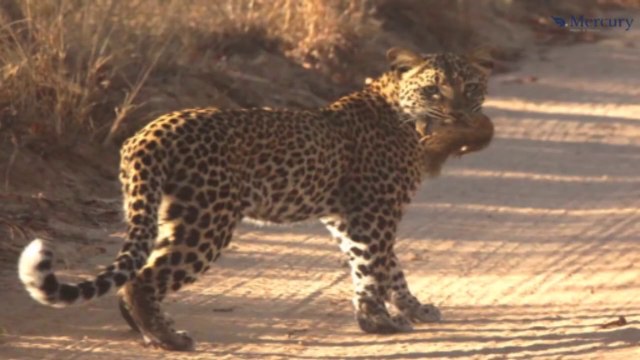 Ce léopard réussit à attraper un écureuil volant en l'air