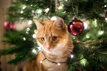 4 Tips for Keeping Your Cat Out of Your Christmas Tree