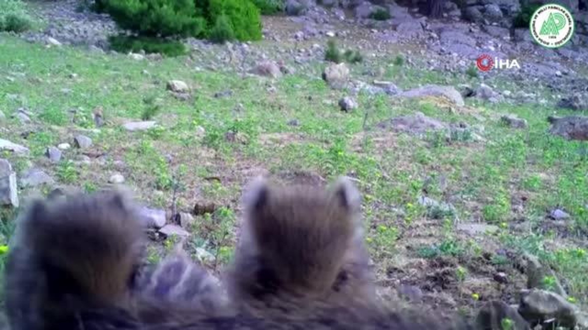 Yaban hayatının sevimli üyeleri gülümsetti