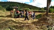 Secretaria de Agricultura de Bernardino Batista inicia silagem das plantações na zona rural