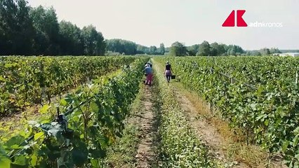 Vino senza alcol, l'ok della Ue