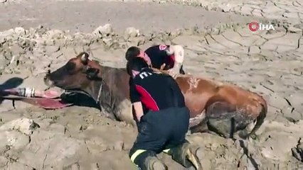 Balçığa saplanan ineği kurtarma operasyonu