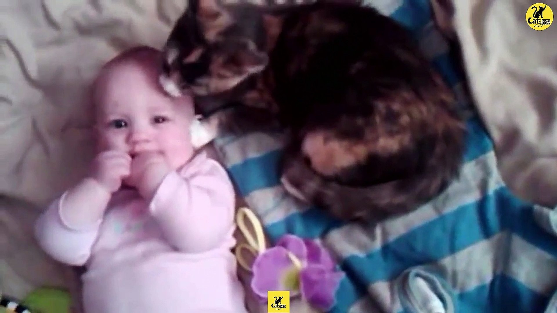 Cats | Funny & Cute Cats | Cats PRO | Cats Video compilation 07