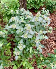 Mountain Mint Is the Bees' Knees