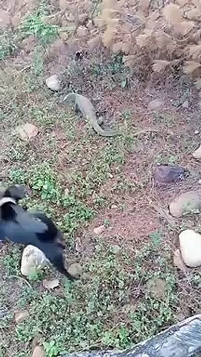 Dog Vs Lizard - who will win?