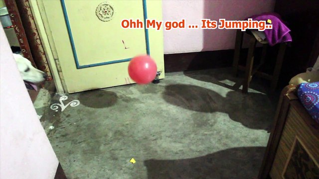 Funniest Dog Reaction to Balloon || Cutest and Funniest dog playing with Balloon