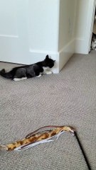 Cat Won't Let Kitten Out of the Room