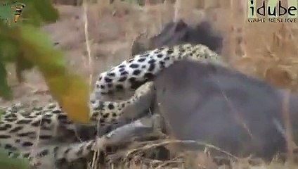 Leopar domuzu canlı canlı evire çevire yedi