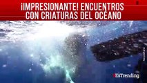 Impresionantes momentos con criaturas del océano que te sorprenderán