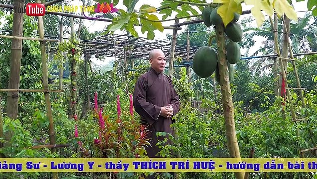 Trị Sỏi Túi Mật Hiệu Quả Với Chuối Hột Ts. Lương Y. Thầy Thích Trí Huệ