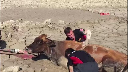 BATAKLIĞA GÖMÜLEN İNEĞİ İTFAİYE KURTARDI