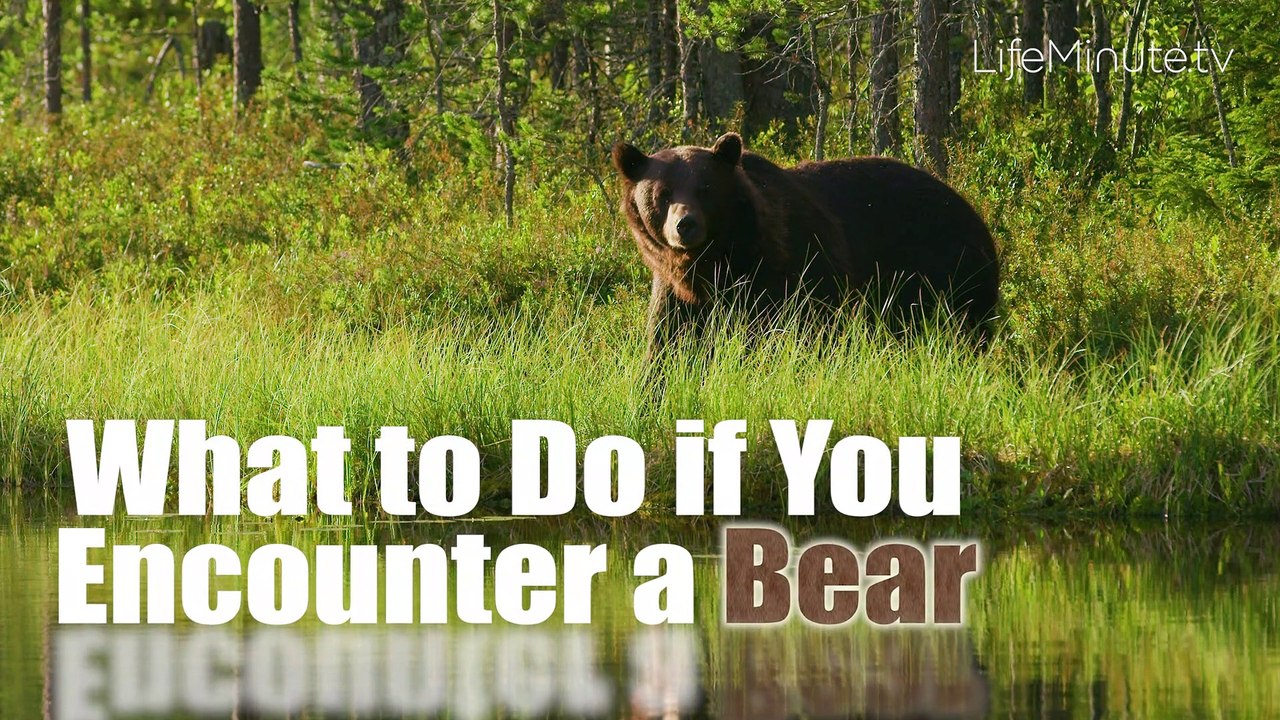 What to Do if You Encounter a Bear