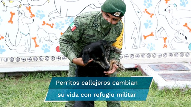 Ejército Nacional cambia vidas de perritos callejeros de Santa Lucía con refugio canino