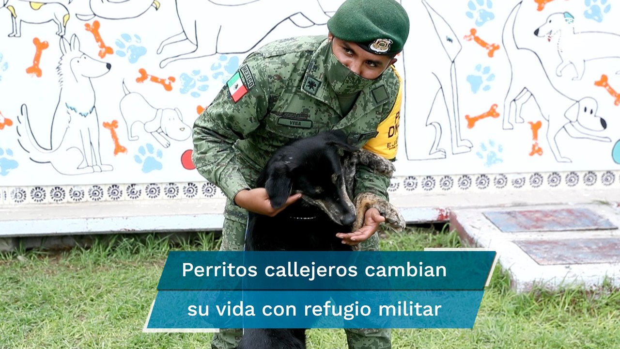 Ejército Nacional cambia vidas de perritos callejeros de Santa Lucía con refugio canino