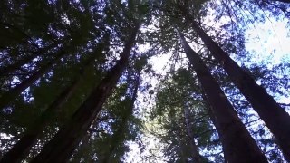 Bamboo M Playing In Muir Woods, California