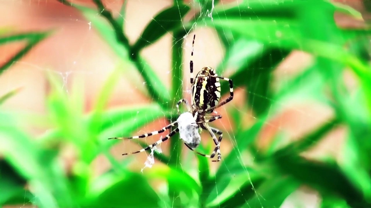 Giraff wanted to eat trees  and then this happened.  Lamarckism. Darwinism. Biological evolution. Hugo de vries. Darwin. Lamarck. Saltation. Natural selection.  Branching descent. Survival of the fittest. Reproductive fitness.