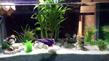Full Moon Betta, Neon Tetra With Guppy - Bamboo Tree Fish Aquarium.