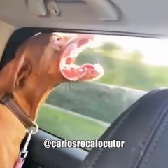 Random Animales Chistosos !!