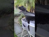 Dog Bathing Outside Tries to Bite Water Spouting From the Hose
