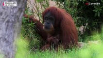 فيديو | مولود جديد لإنسان الغاب السومطري في حديقة حيوانات بريطانية