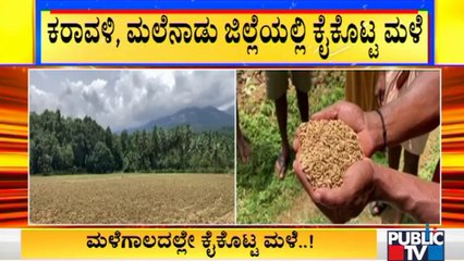 Paddy Fields Are Drying Without Rain In Dakshina Kannada District