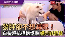 發胖卻不想減肥！ 白柴「超抗拒跑步機」 媽只好退貨