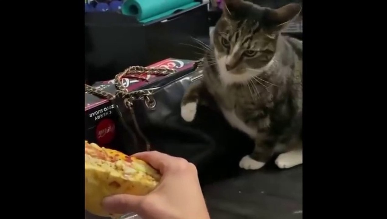 Cute And Funny Pets - Try Not To Laugh To These Pets Compilation No. 3