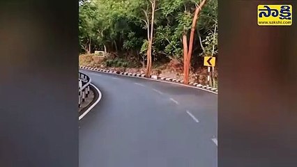 సన్నిధానం అతిథిగృహం వద్ద కనిపించిన చిరుతే.. ఘాట్‌ రోడ్డులోదా?