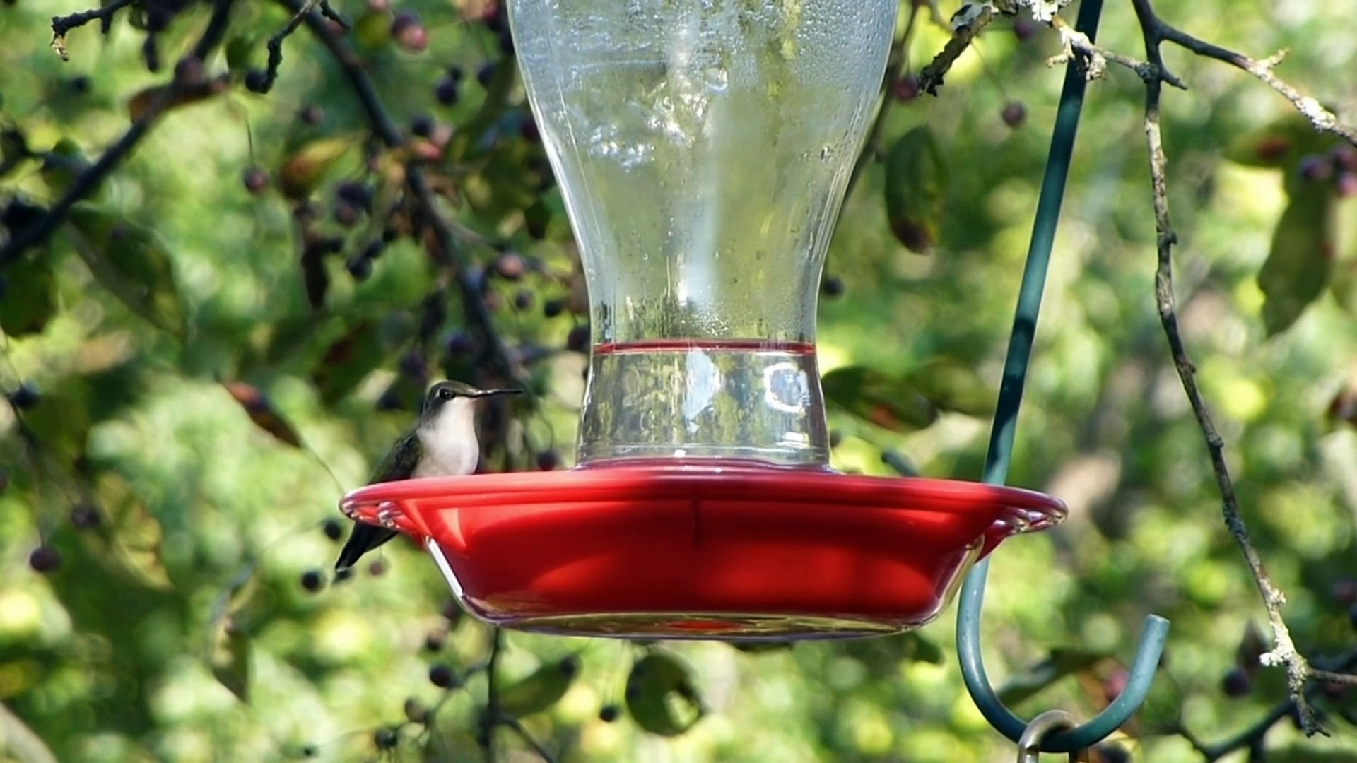 ⁣Sparrow || Humming bird || Feeding || Chirping || Hummingbird Sound || Sparrow Birds Sound
