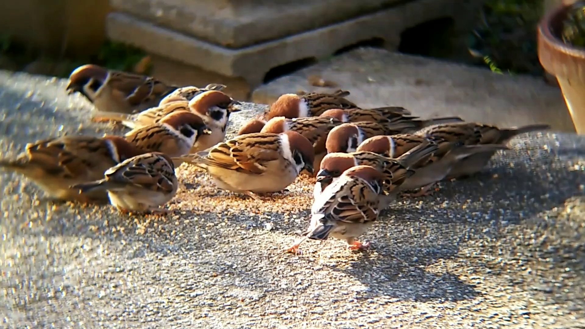 ⁣Sparrow || Feeding || Chirping Sound || Sweet & Relaxing Voice || Bird Lovers || Sparrow Bird So