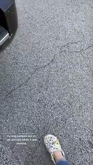 Dog Saved by Harness After Jumping From a Moving Car