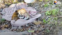 Sweetest Dog Found Shaking In A Ditch _ The Dodo Faith Restored # ANIMAL LOVERS