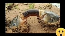 crazy fishing 
