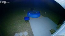 Bear Removes Pool Cover to Take a Late Night Swim