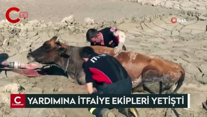 Balçığa saplanan ineğin yardımına itfaiye ekipler yetişti