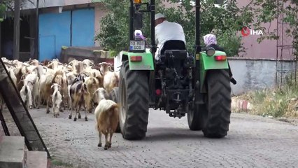 Bu keçi diğerlerinden çok farklı