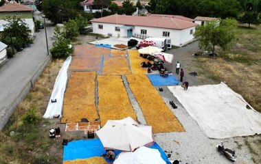 Yaz meyvesi 'kayısı' hasat sonrası kurutulup kışa hazırlanıyor
