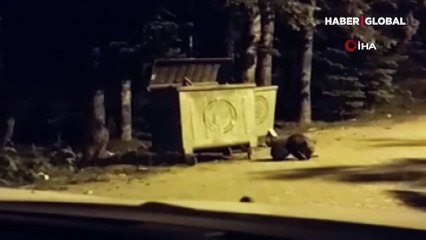 Yavrularıyla birlikte çöpte yemek arayan ayı kamerada