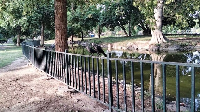 Crow Sound Effect | Crow Bird Sound | Kingdom Of Awais