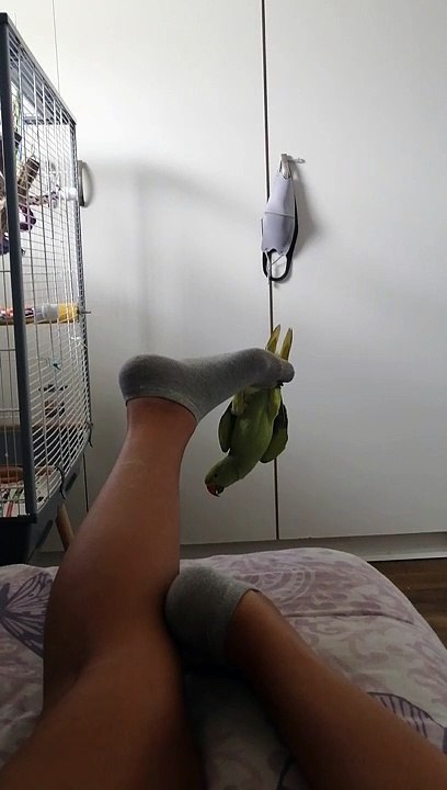 Parrot Hangs From His Human