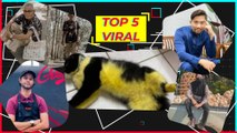 Top 5 Viral: Atuk 77 tahun OOTD depan rumah, hairan kucing tiba-tiba bertukar jadi lebah!