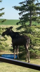 Moose Drops By for a Drink During Heat Wave