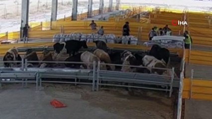 Yere düşüp kalan 1 tonluk kurbanlığa kalp masajı