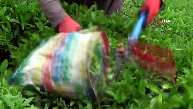 ÇAYKUR 2. sürgün yaş çay kampanyasının ilk gününde bin ton yaş çay aldı