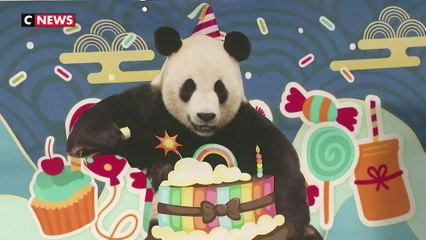 Chine : un panda fête ses 11 ans avec ses fans