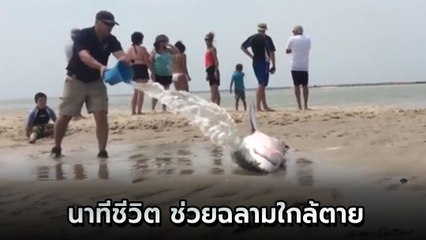 นาทีชีวิต ฉลามขาวเกยตื้นใกล้ตาย แต่ก่อนจะสาย.. ชะตาก็เปลี่ยน !