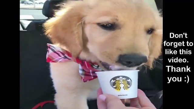 Retrievers Make It Better - Funny Puppy Videos 2018