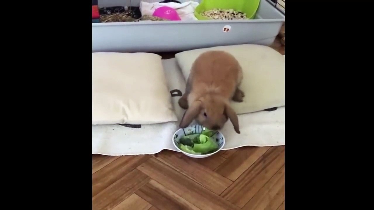 Funny Baby Bunny Rabbit Videos #3 - Cute Rabbits Compilation 2018